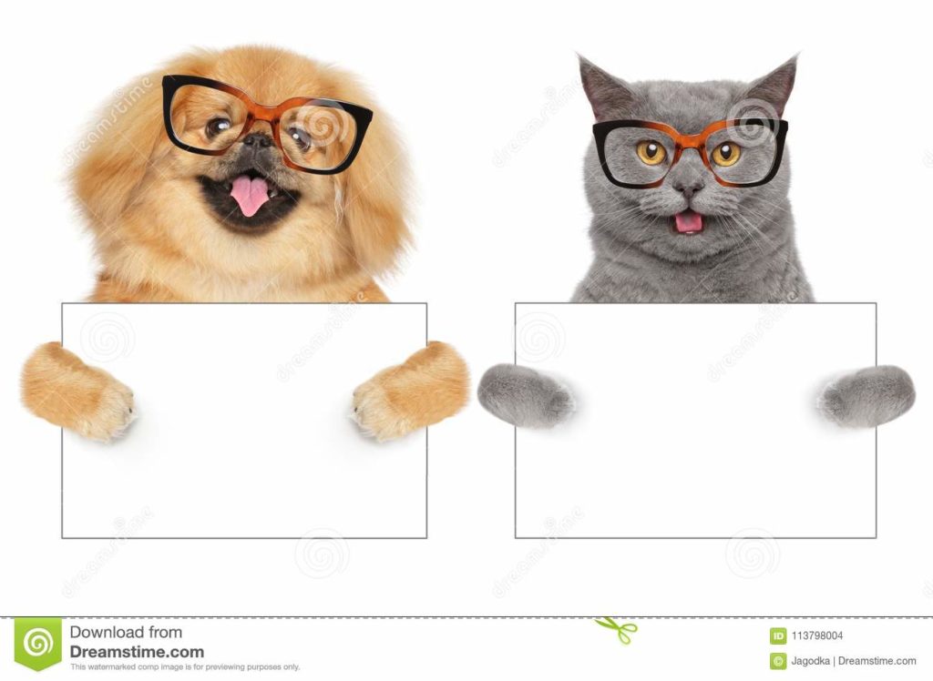 Funny Cat and Dog